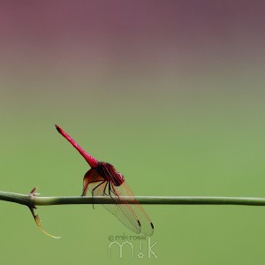 imk05621 dragonfly